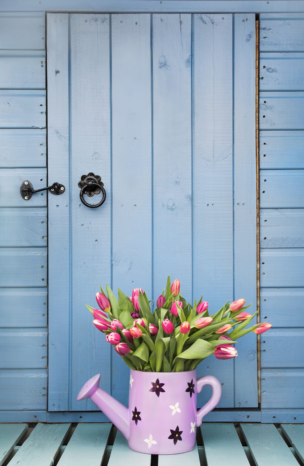 Pink watering can with tulips against a blue wooden door