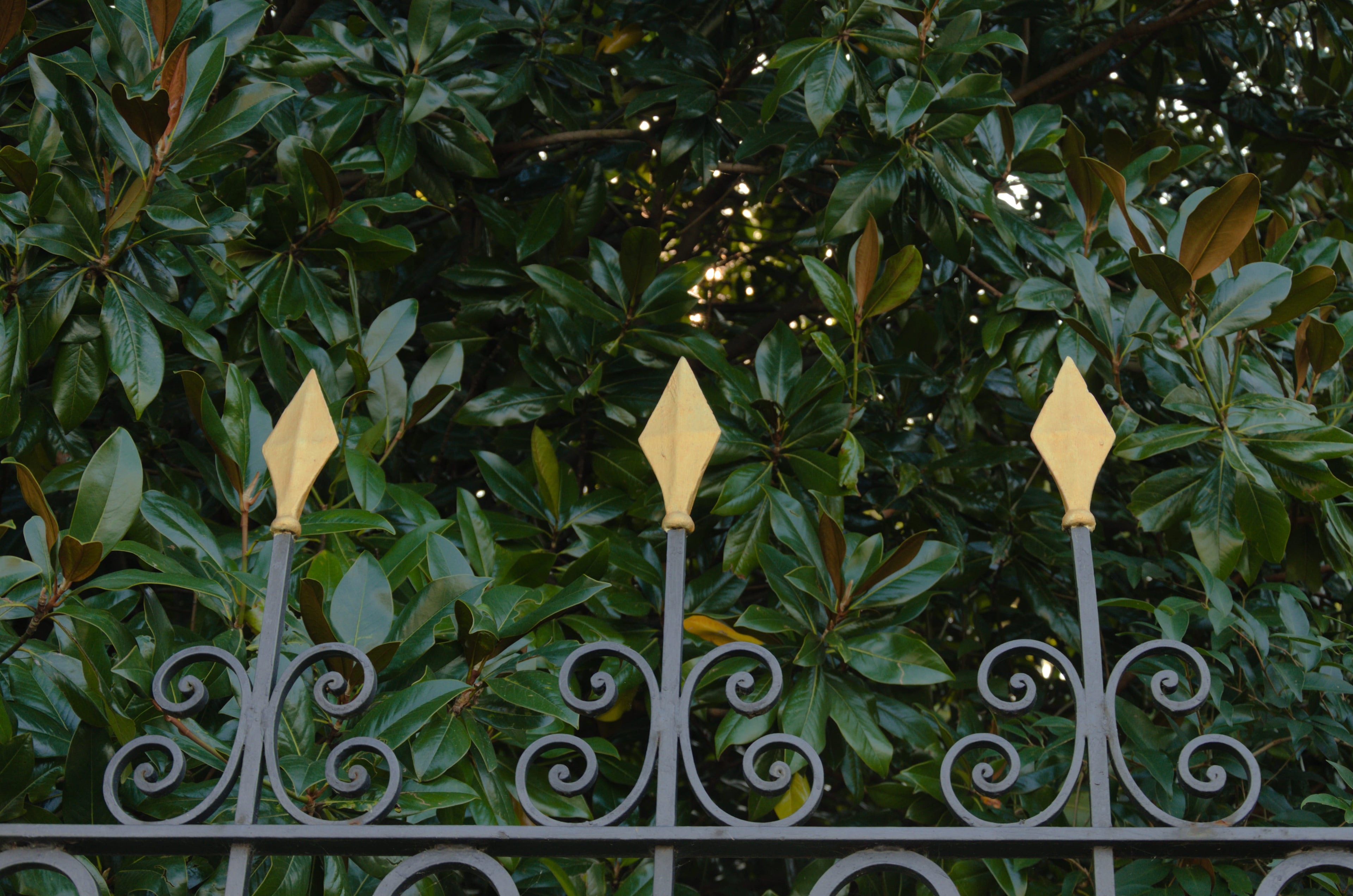 Decorative metal fence with pointed top pieces in front of green foliage